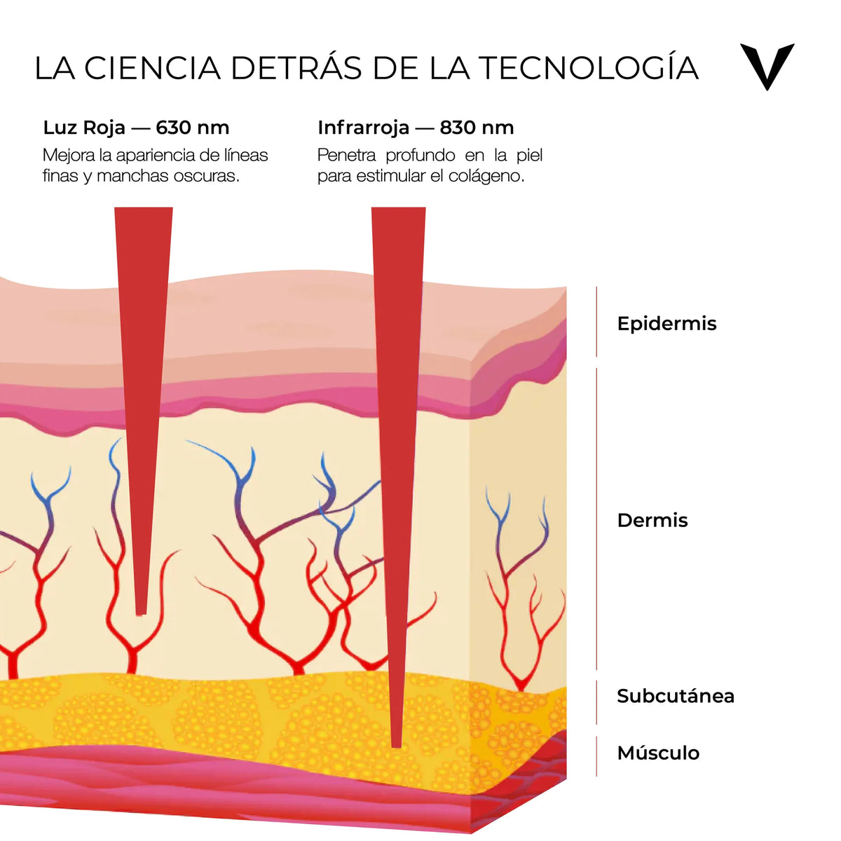 Cómo actúan la luz roja y la infrarroja en las capas de la piel
